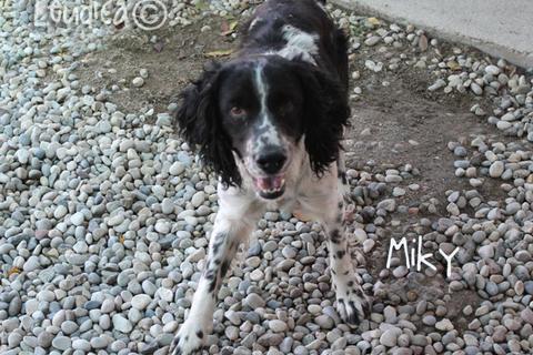Micky